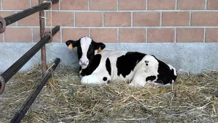 Azienda Agrituristica Scotti Somma Lombardo Dış mekan fotoğraf