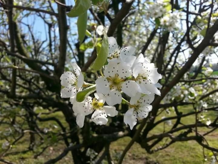 Azienda Agrituristica Scotti Somma Lombardo Dış mekan fotoğraf